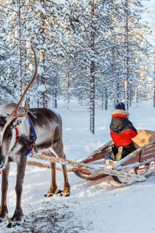 Levi: Reindeer Sleigh Ride Tour in Snowy Forest - Inclusions