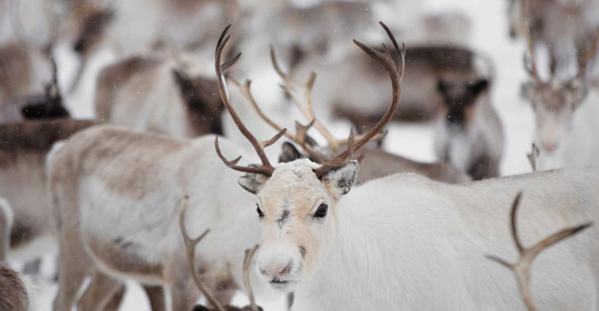 Levi: Traditional Reindeer Husbandry Experience - Preparing for Your Adventure