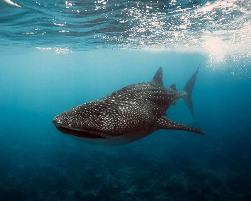 Lila Bohol: Swimming & Whale Shark Watching - Inclusions and Exclusions