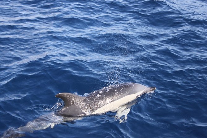 Lobos Island - the Dolphin Route - Live Commentary and Binoculars