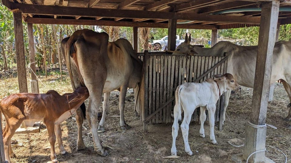 Local Khmer Village Experience Half-Day Tour - Important Information