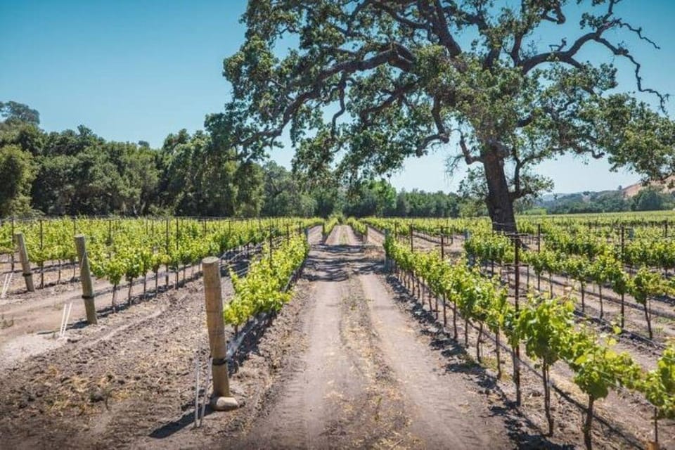 Los Angeles: Wine Tour at Fess Parker Winery by Helicopter - Scenic Helicopter Journey