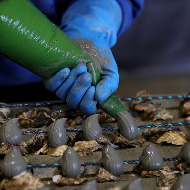 Loupian: Tour Guide of Our Oyster Farm and Tasting - Booking and Cancellation
