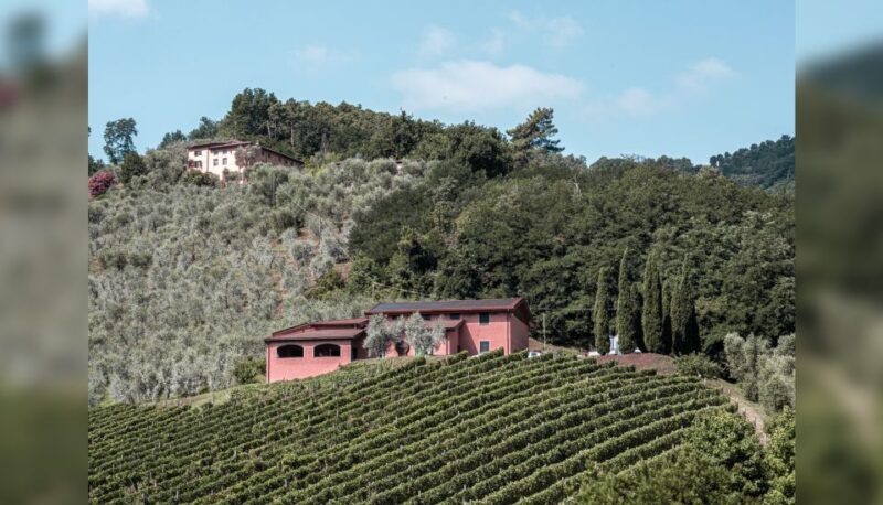 Lucca: Guided Winery Tour With Wine Tasting - Pricing and Booking Options
