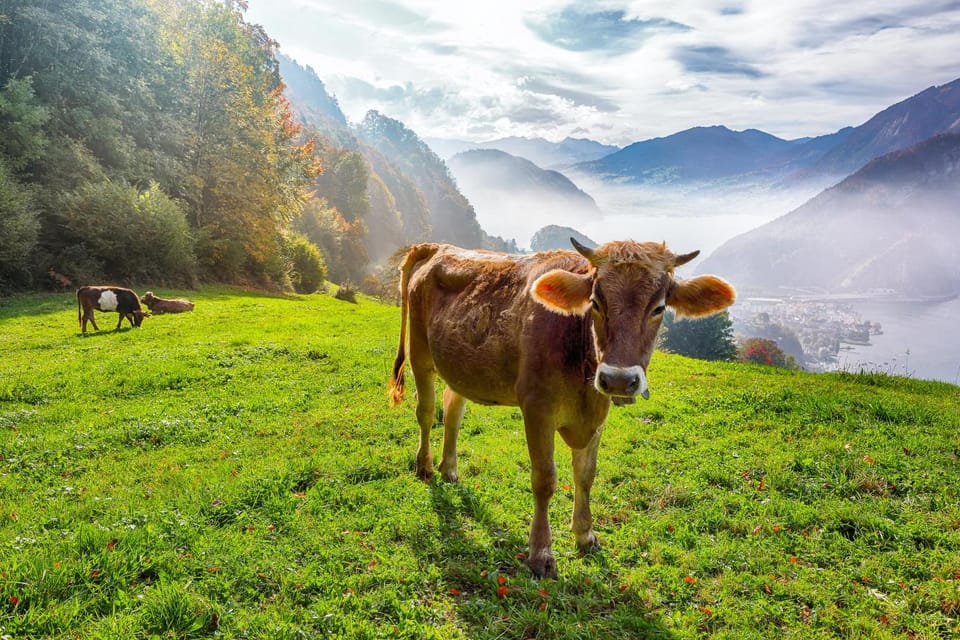 Lucerne: Insta-Perfect Walk With a Local - Best Instagram Spots