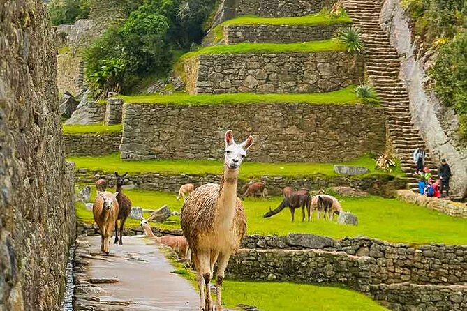 Machu Picchu Day Trip From Ollantaytambo & Urubamba - Experience Highlights