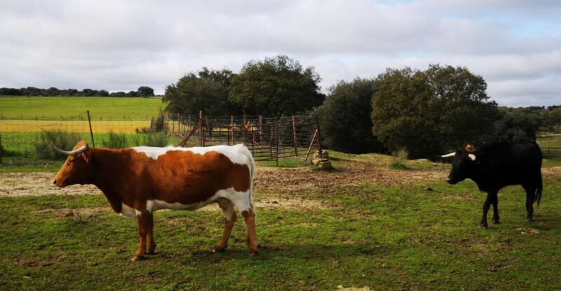 Madrid: Half-Day Bull Breeding Farm Tour - Meeting Point and Departure