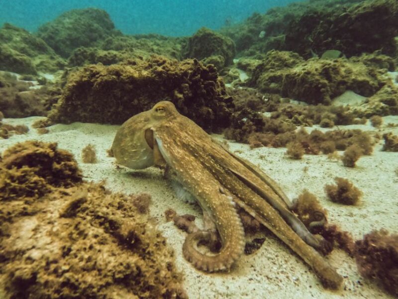 Mallorca: Private Beginner Scuba Dive With Photos and Video - Marine Life and Encounters