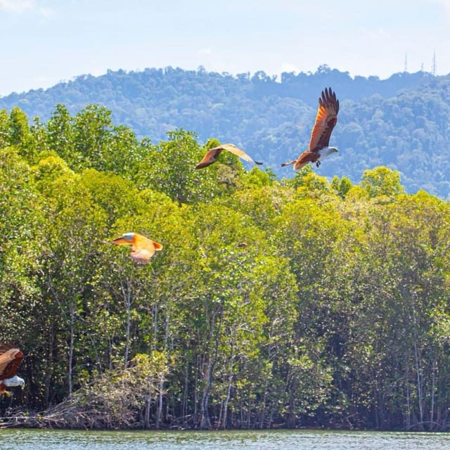 Mangrovetour 888 in Langkawi: Estimated 1 Hour (Private) - Fish Farm Visit