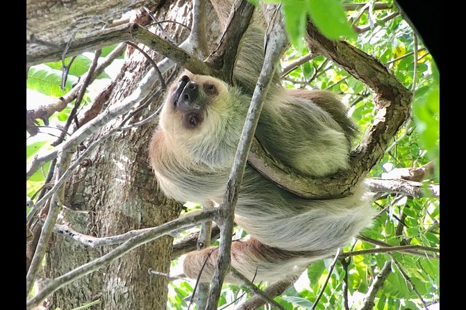 Manuel Antonio National Park Afternoon Wildlife Experience - Pricing and Booking Information