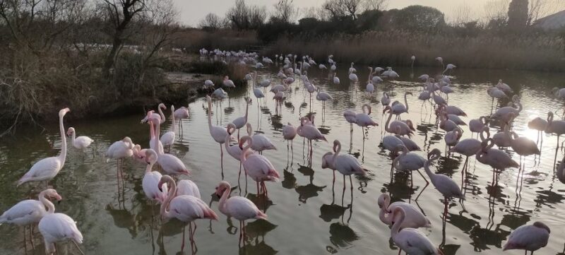 Marseille: The Camargue 8-Hour Guided Outing - Included Amenities