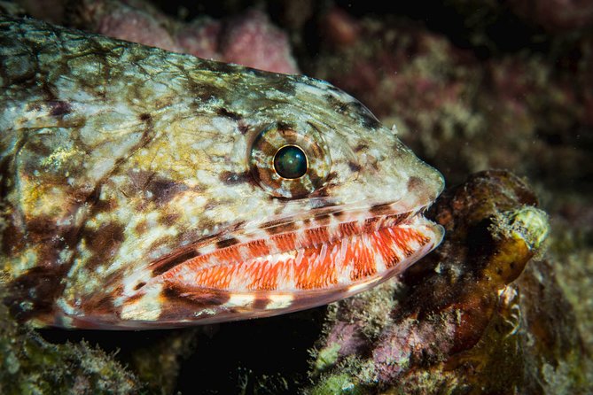 Maui Certified Shore Diving From Lahaina - Booking Process