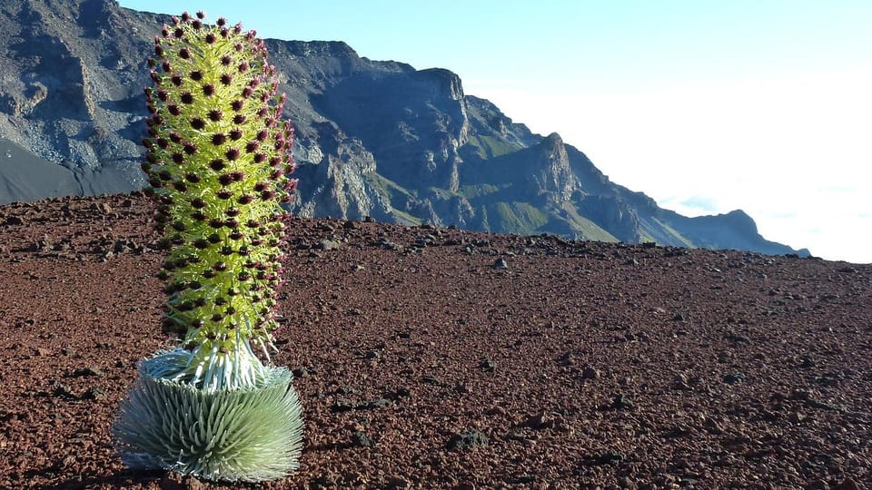 Maui: Haleakala Sunrise Tour With Pick-Up - What to Bring