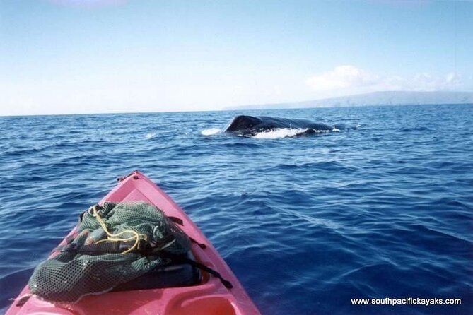 Maui South Shore Premier Kayak and Snorkel Tour From Makena Beach - Customer Experiences