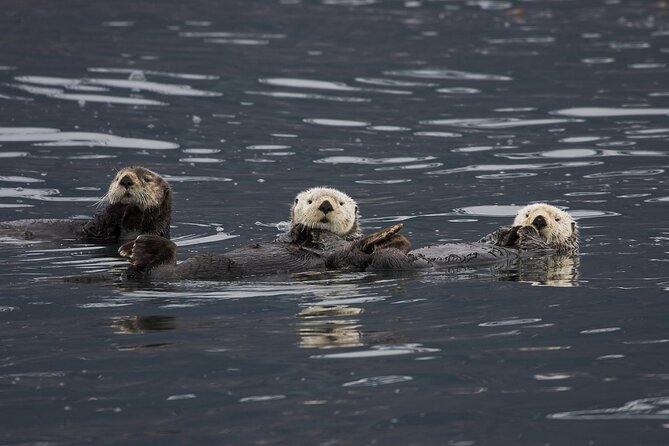 Meares Glacier Cruise Excursion From Valdez - Booking Process