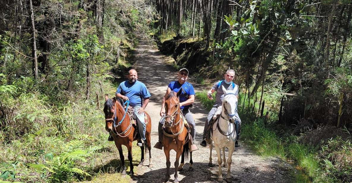 Medellin: Horseback Riding Coffee Farm Tour With Coffee Spa - Review Insights