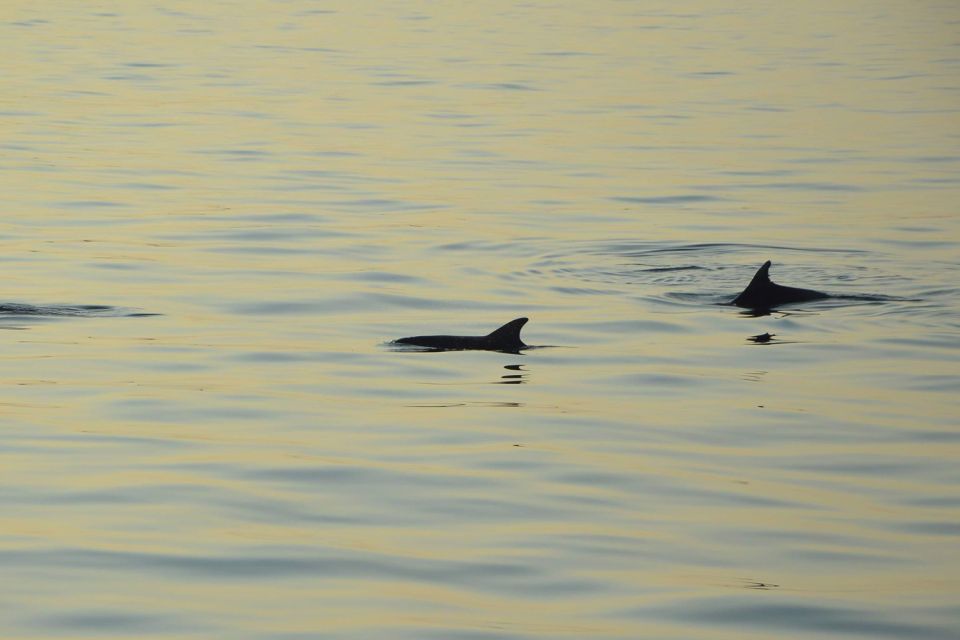 Medulin: 3-Hour Sunset Dolphin Spotting Tour With Dinner - Included in the Tour