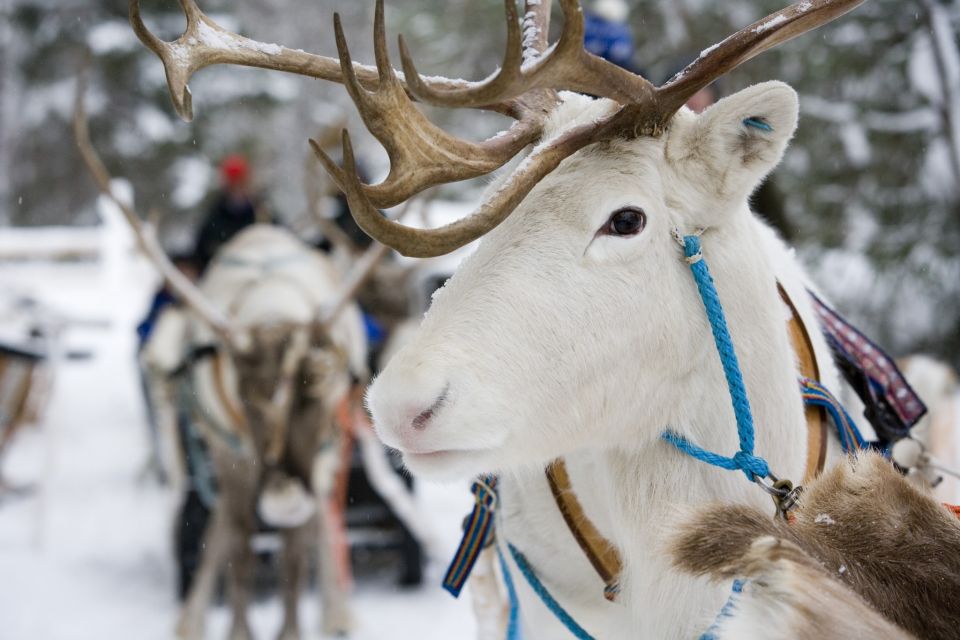 Meeting Santa Claus & Arctic Reindeer Safari & Hug Huskies - Reindeer Ride Experience