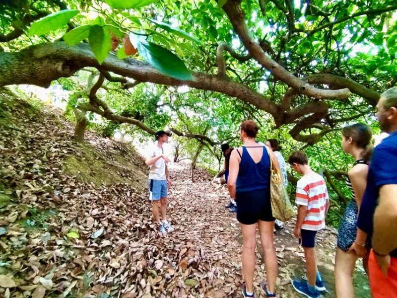 Menton Full Day: Citrus Farm, Old-Town (Botanic & Boat Exp) - Guided Walking Tour