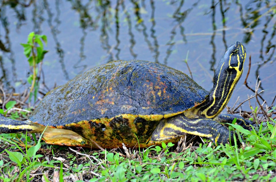 Miami: 60 Min Airboat, Transfer and Wildlife Sanctuary - Customer Feedback and Ratings