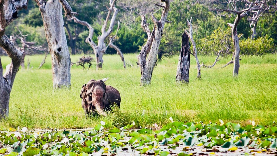 Minneriya National Park: Private 4X4 Safari From Trincomalee - Elephants in the Park