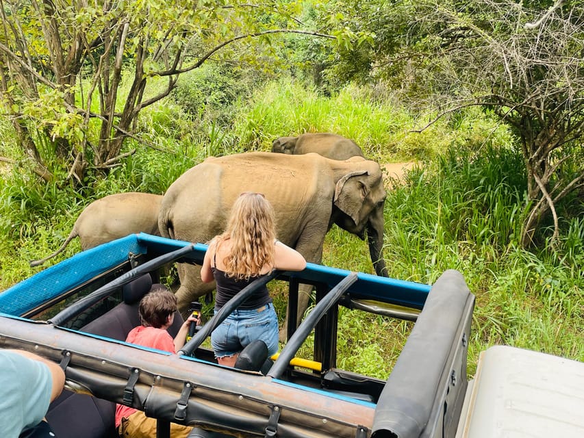 Minneriya National Park Safari in Golden Hours 4x4 Jeep - Wildlife and Guide Expertise