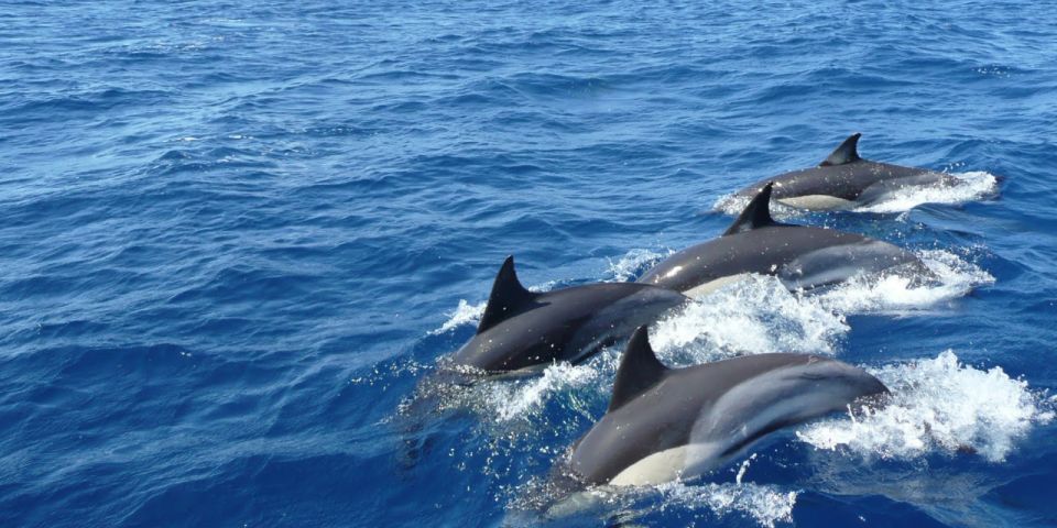 Mirissa: Whale & Dolphin Sightseeing Cruise - Customer Reviews