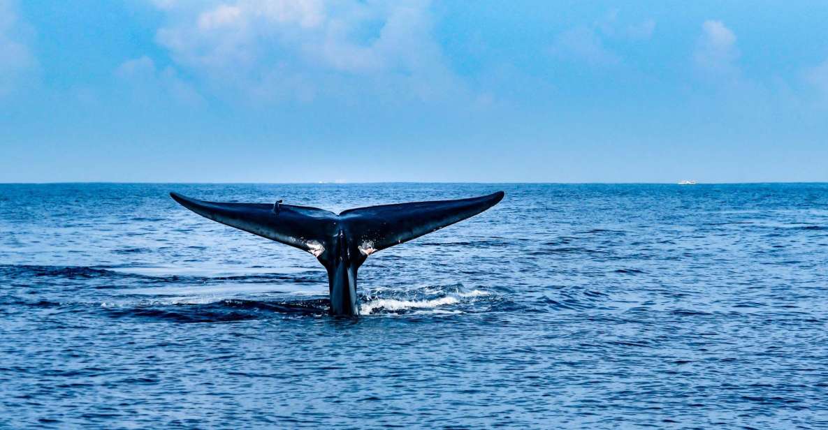 Mirissa Whale Watching Tour With Free Breakfast Onboard - Booking and Cancellation Policy