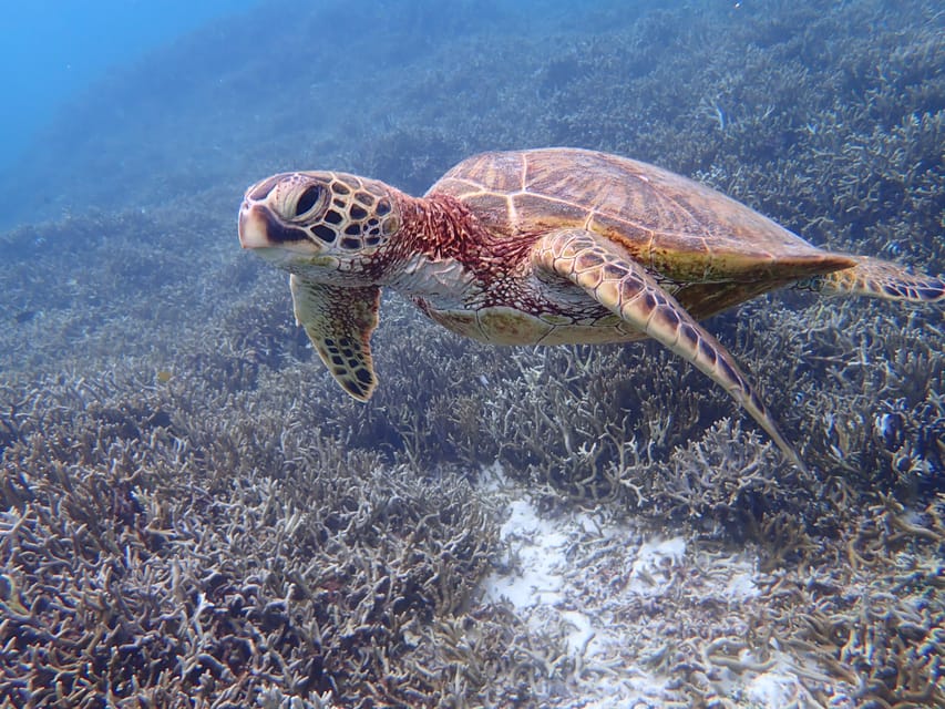 Miyako Island: Sea Turtle Snorkeling Tour - Safety and Equipment