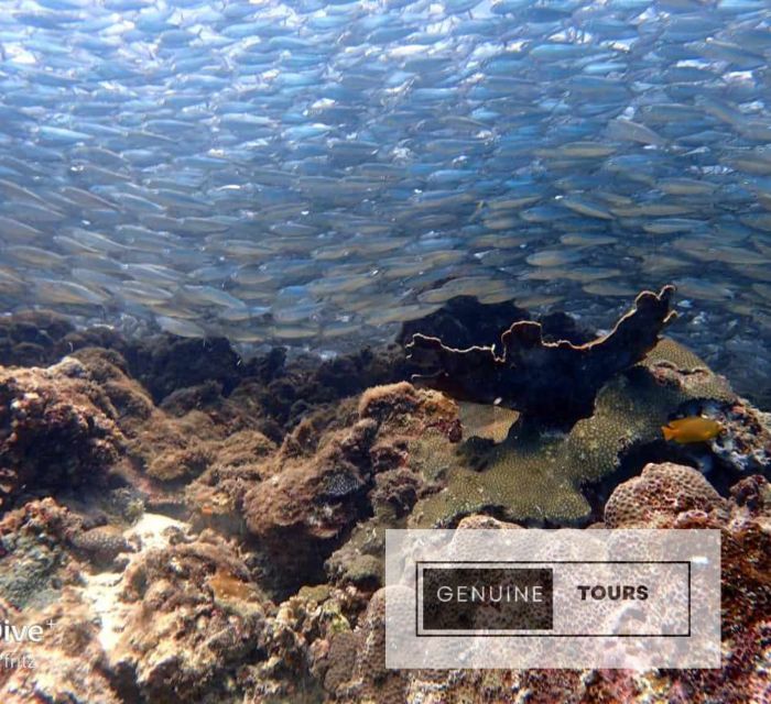 Moalboal: Scuba Diving With the Sardine and Sea Turtles - Included Services and Fees