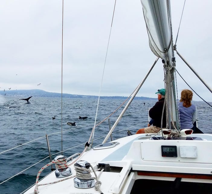 Monterey: Private Whale Watching/Sailing Tour for 6 - Wildlife You Might See