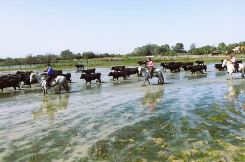 Montpellier: Guided Half-Day Trip to a Camargue Manade - Customer Feedback