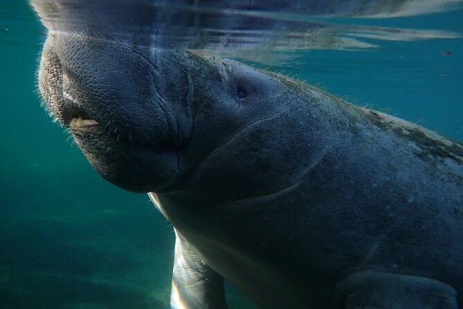 Morning Swim and Snorkel With Manatees-Guided Crystal River Tour - Customer Feedback