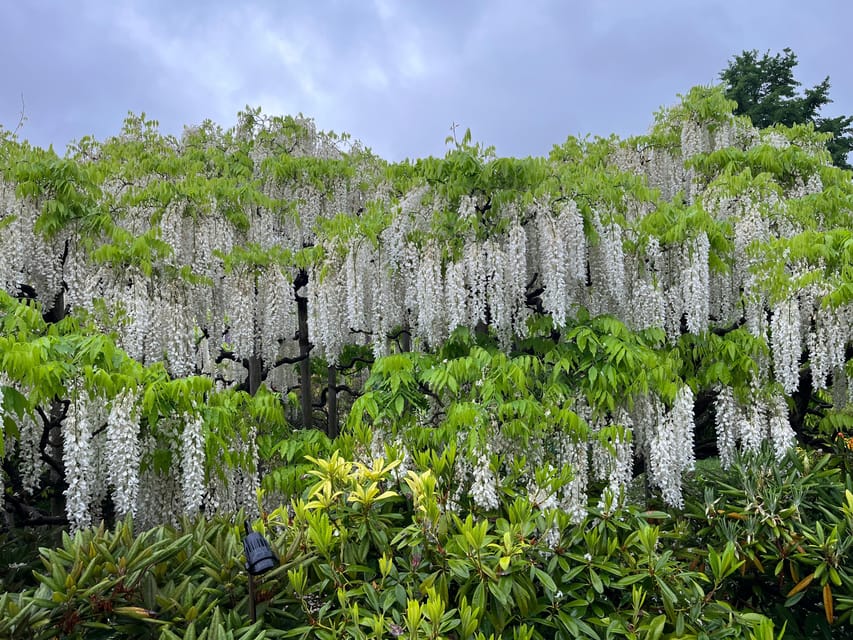 Most Beautiful Great Wisteria in the World - Photography Opportunities