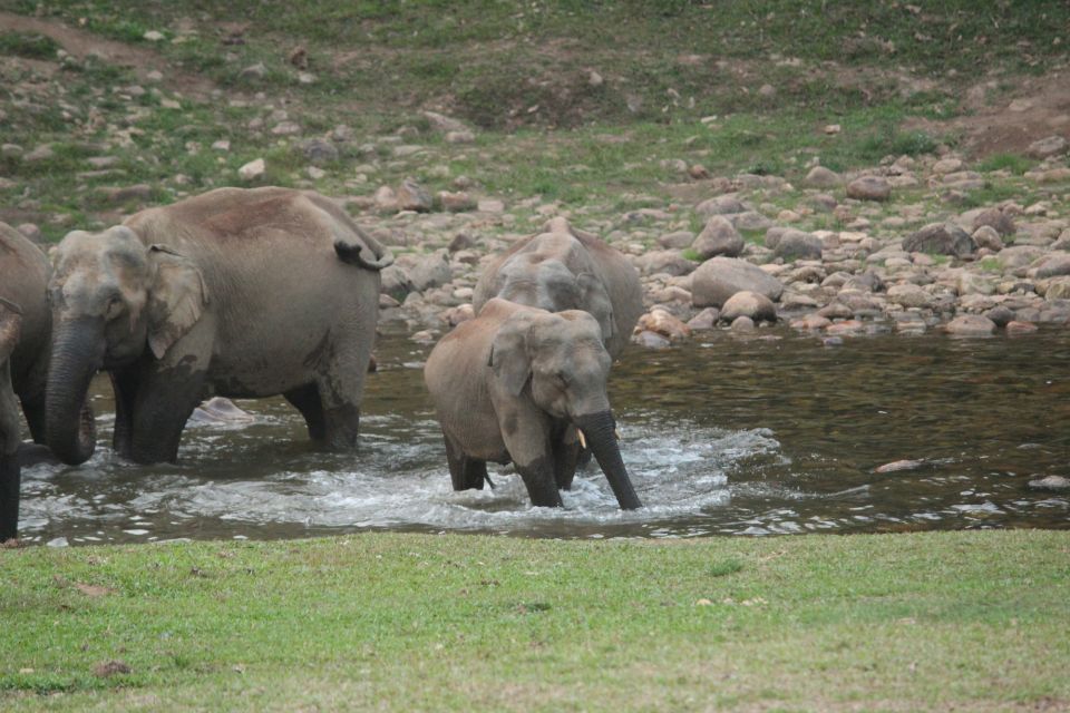 Munnar: Tea Garden and Elephant Safari Trip by 4x4 - Tips for Travelers