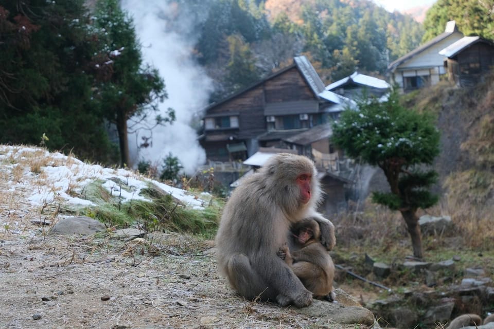 Nagano: Snow Monkeys, Zenkoji Temple & Sake Customized Trip - Unique Experiences