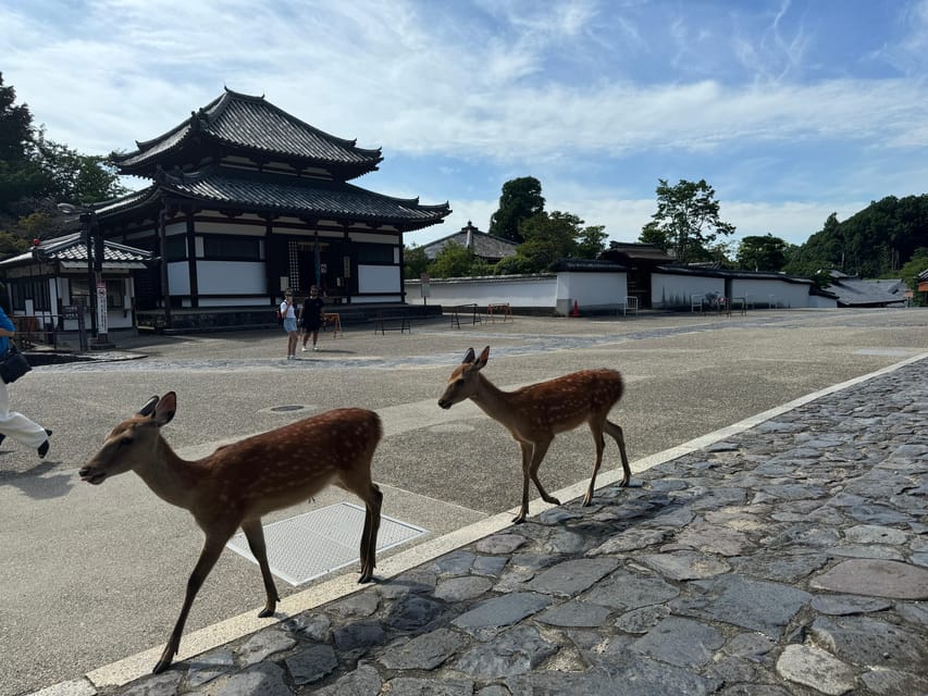 Nara: Discover Every Bit of Tohdaiji-Temple in 2 Hours - Booking and Pricing Information