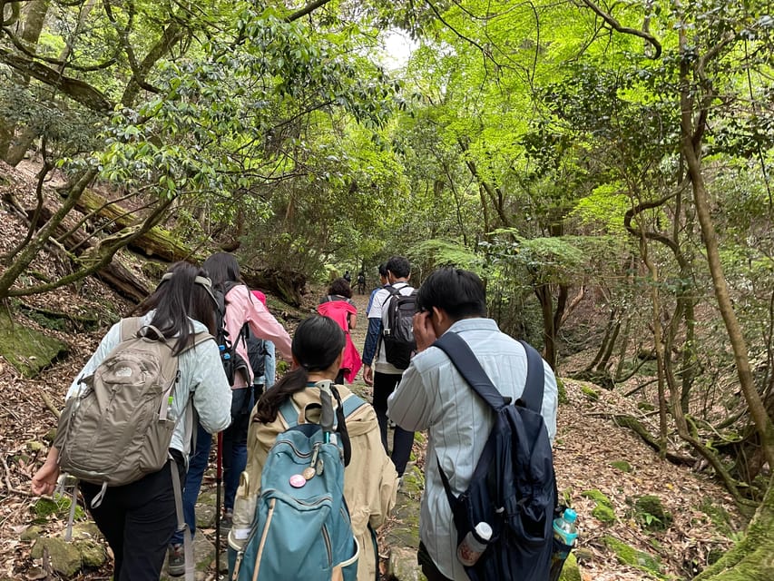 Nara: Hiking the Forest, Big Buddha, Deer, Shrine, Sun Set - Important Information