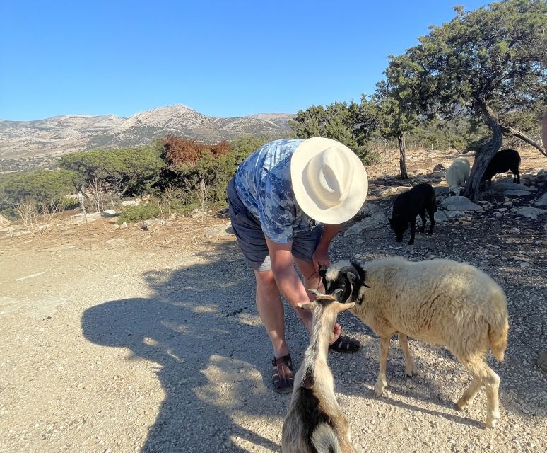 Naxos: Cheese and Wine Private Food Tour - Vineyard Tour Details