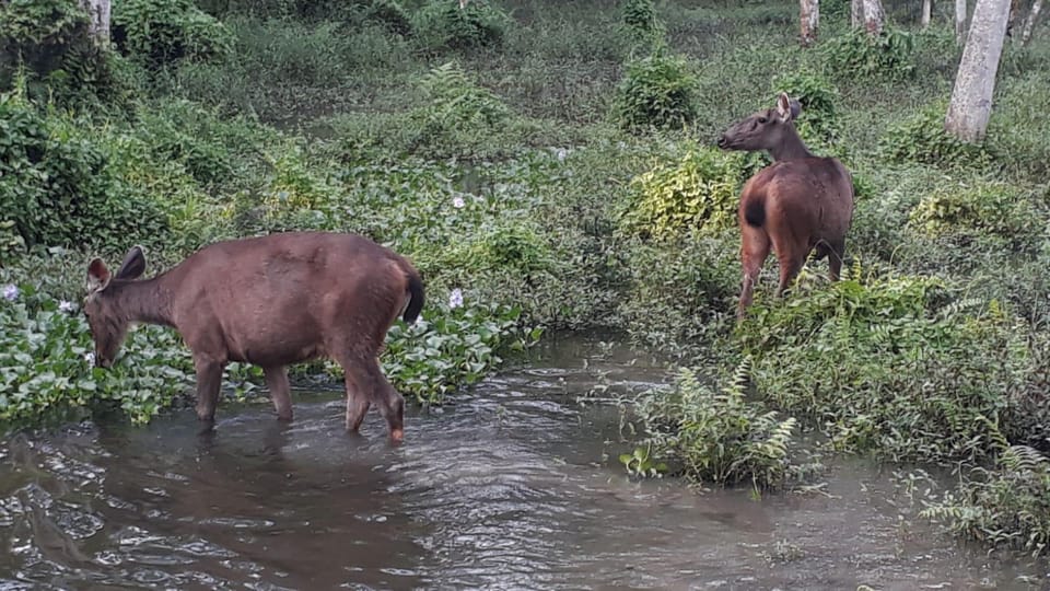 Nepal: Chitwan National Park 3-Day Jungle Tower Stay - Day-by-Day Itinerary