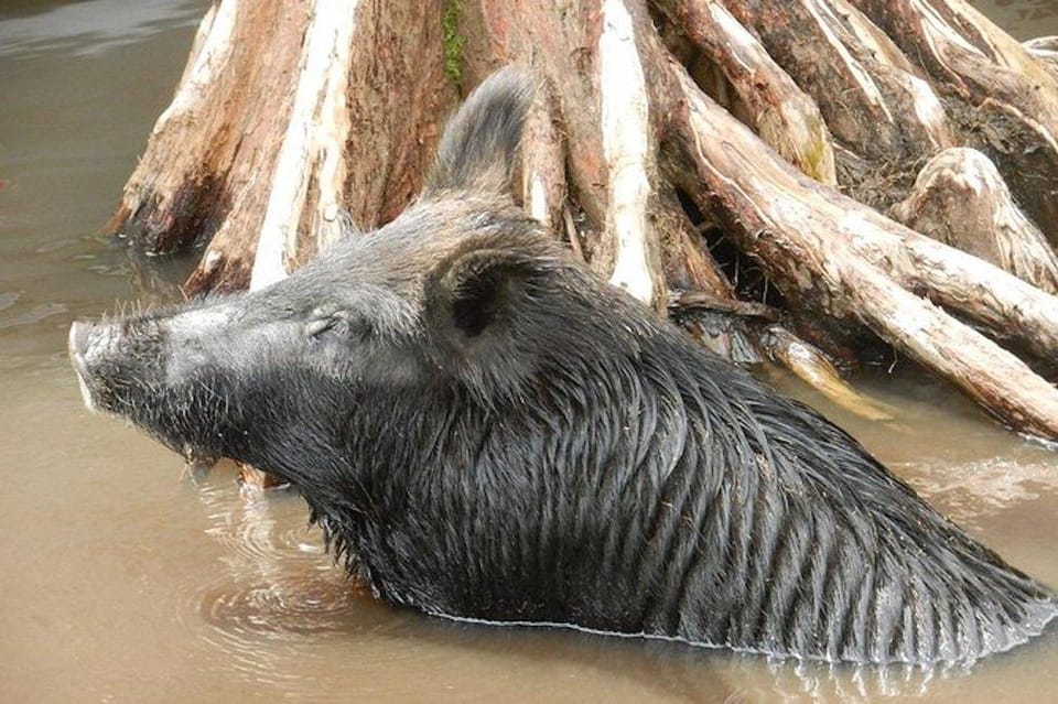 New Orleans: Honey Island Swamp and Bayou Boat Tour - Tour Features