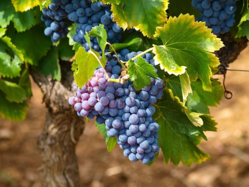 Nice: Half-Day Saint Paul De Vence and Wine Tasting Tour - Accessibility Options