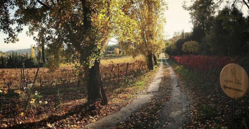 Nice: Wine Tasting Tour - Expert Guide and Languages