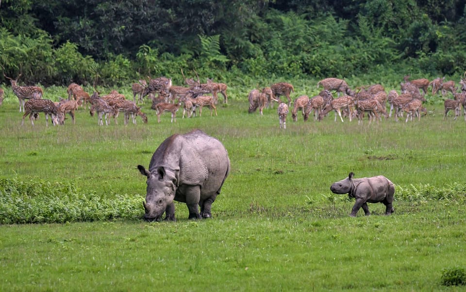 Night Stay in Jungle Tower 2 Nights Package at Chitwan - Important Participant Information