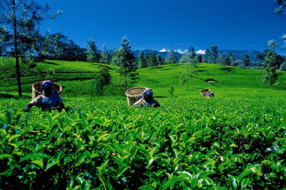 Nuwara Eliya: All-Inclusive Private Sightseeing Day Tour - Participant Information