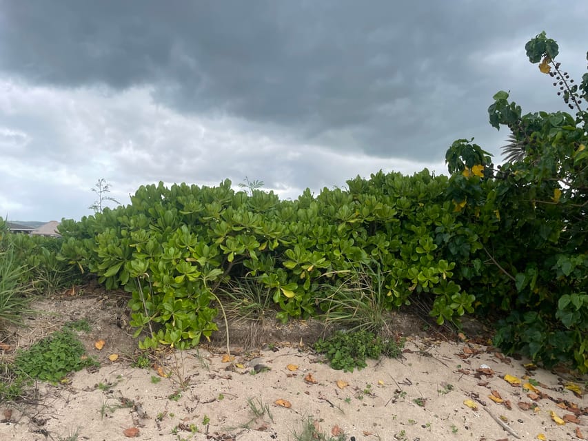 Oahu: Shoreline Restoration Tour W/ Native Plants & Animals - Logistics and Important Information