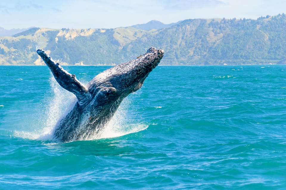 Oahu: Whale Watching Excursion From Ala Wai Harbor - Meeting Point and Accessibility