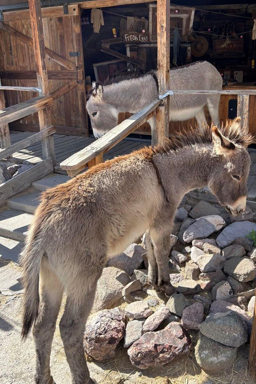Oatman / RT66 3 in 1 Combo Tour - Exploring Oatman