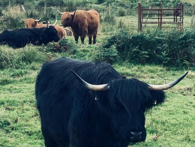 Oban: Isla of Mull and Iona Tour - Departure and Return Details