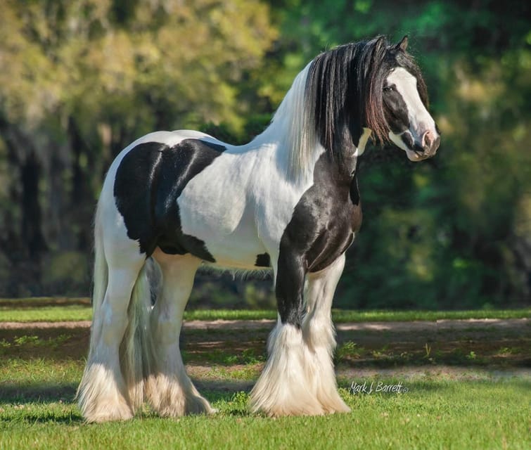 Ocala: Gypsy Gold Horse Farm Guided Walking Tour - Farm History